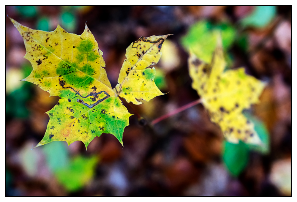 Herbstimpressionen - "Schwebende Blätter"
