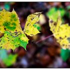 Herbstimpressionen - "Schwebende Blätter"