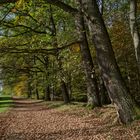 Herbstimpressionen unter Eichen