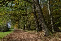 Herbstimpressionen unter Eichen