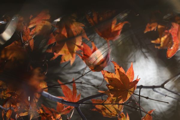 Herbstimpressionen V