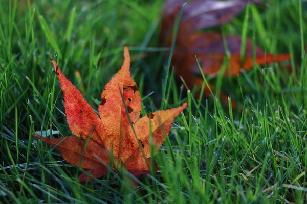 Herbstimpressionen VI