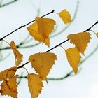 Herbstimpressionen VI: - goldbraune Blätter -