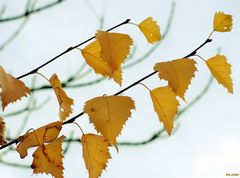 Herbstimpressionen VI: - goldbraune Blätter -