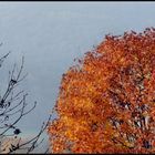 Herbstimpressionen VI: -goldene Farben