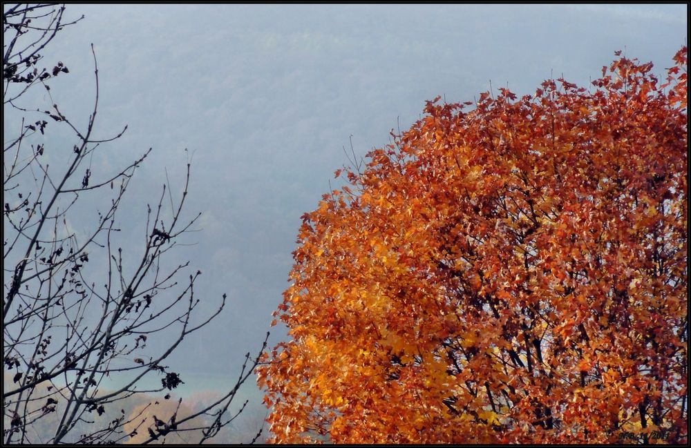 Herbstimpressionen VI: -goldene Farben