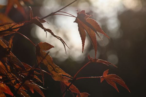 Herbstimpressionen VII
