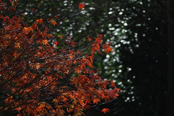 Herbstimpressionen VIII