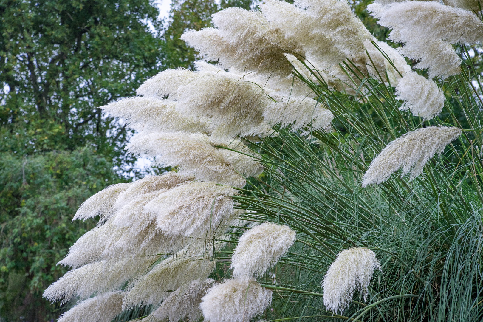 Herbstimpressionen VIII - Berggarten/Hannover