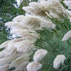 Herbstimpressionen VIII - Berggarten/Hannover