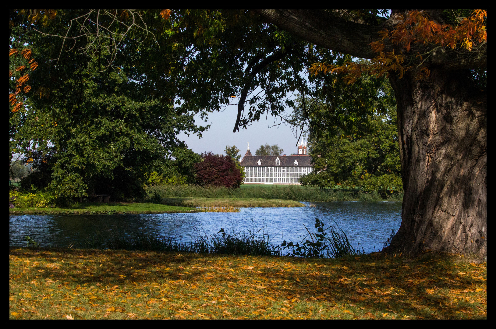 Herbstimpressionen Wörlitzer Park II Foto & Bild parks, baum, natur