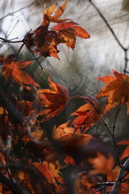 Herbstimpressionen X