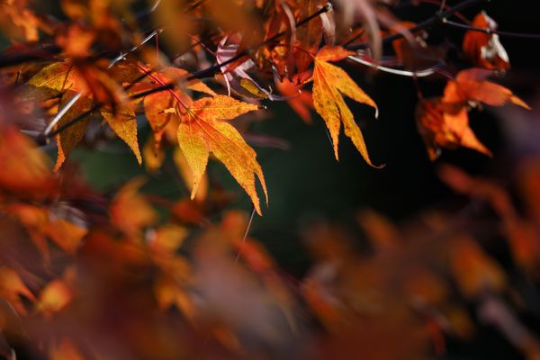 Herbstimpressionen XI