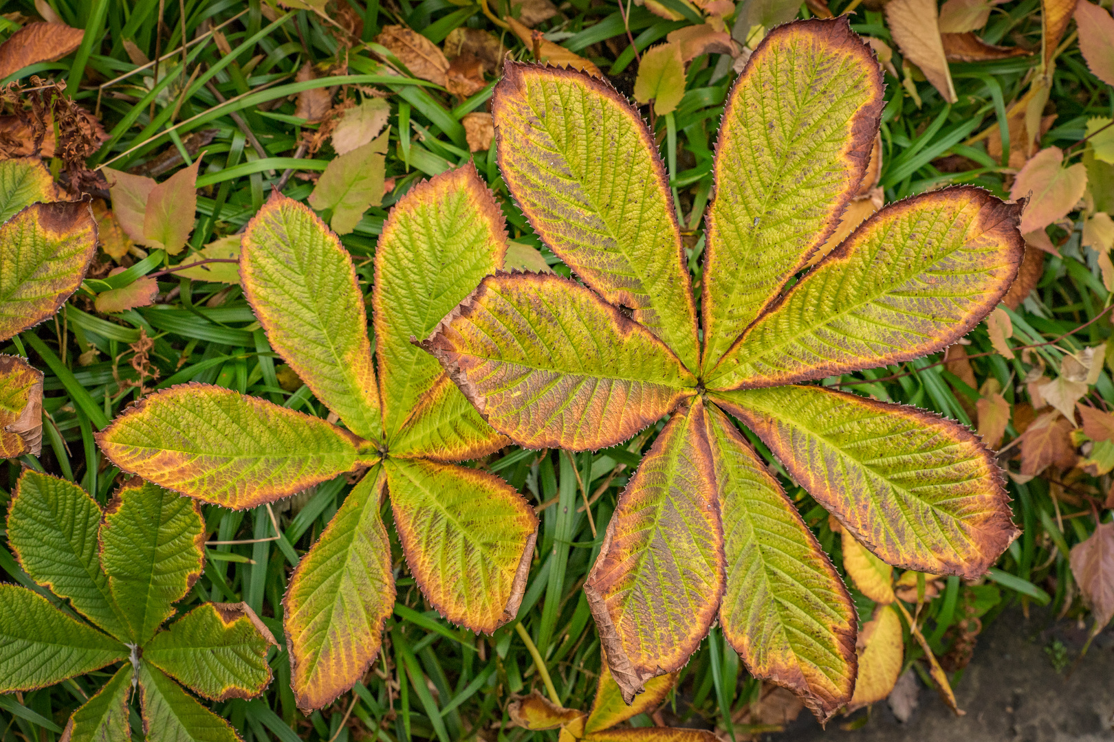 Herbstimpressionen XIII- Berggarten/Hannover