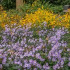 Herbstimpressionen XVII- Berggarten/Hannover