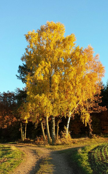 Herbstimpressionen zum Sonntag