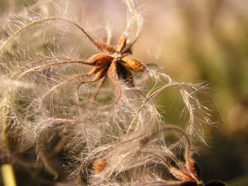 Herbstimpressionen1