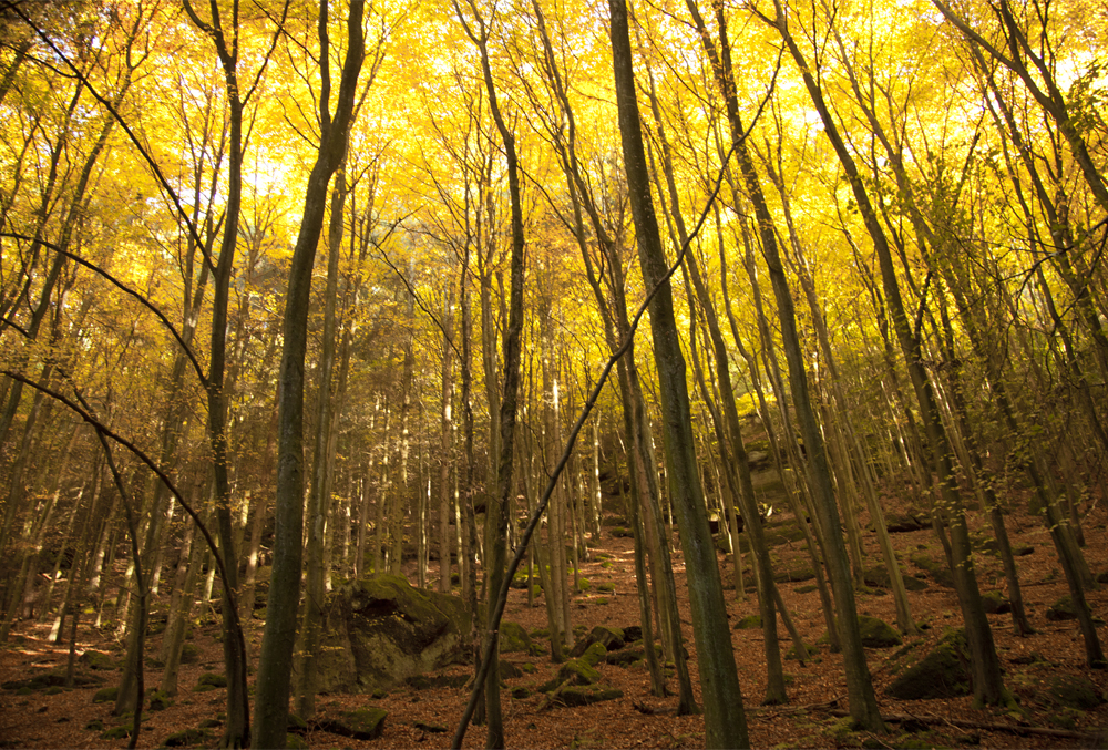 Herbstimpressionen_2