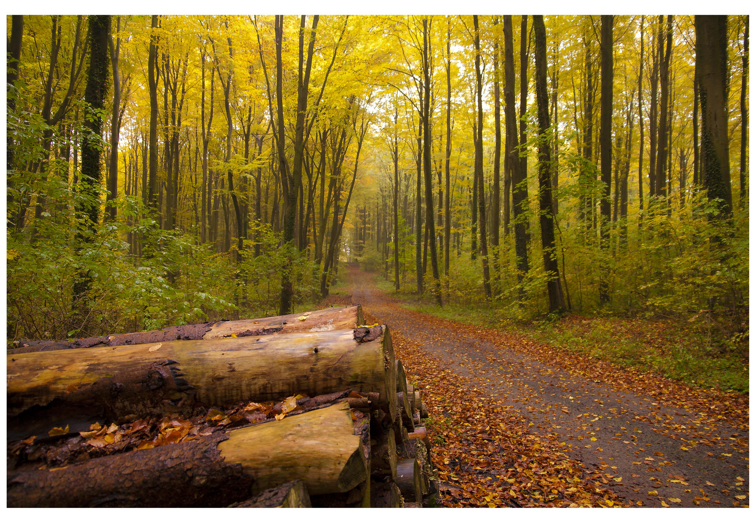 Herbstimpressionen3