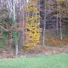 Herbstimpressionen3