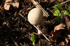 Herbstimpressionen_Flaschenstäubling