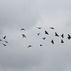 Herbstimpressionen_Flugformation der Dohlen...