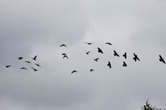 Herbstimpressionen_Flugformation der Dohlen...