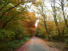 Herbstimpressionen_I