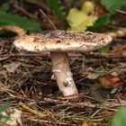 Herbstimpressionen_Pantherpilz