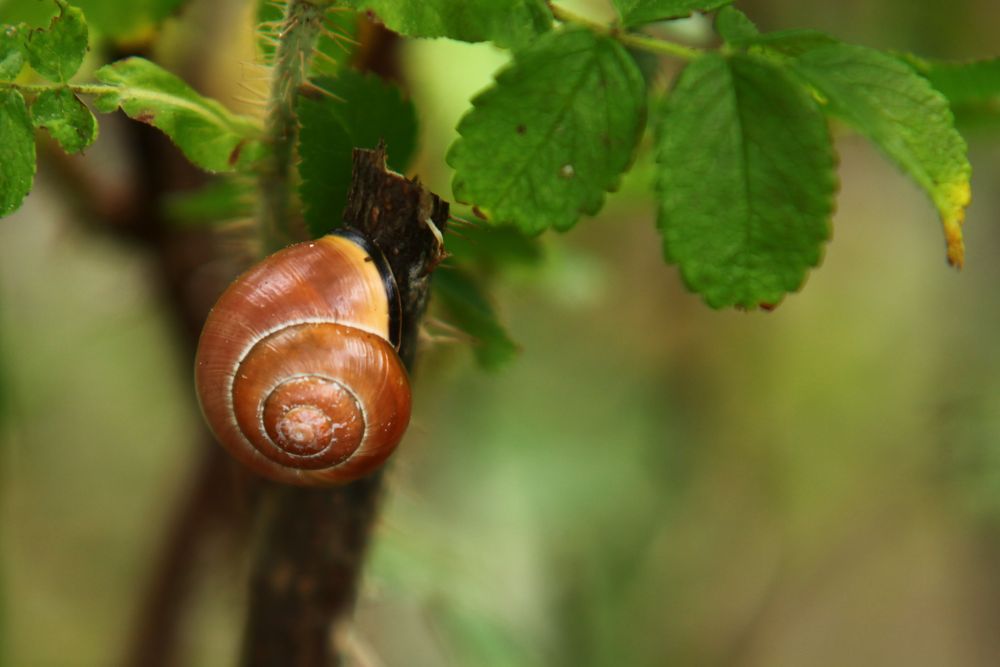 Herbstimpressionen_Schnecke im Haus.