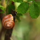 Herbstimpressionen_Schnecke im Haus.