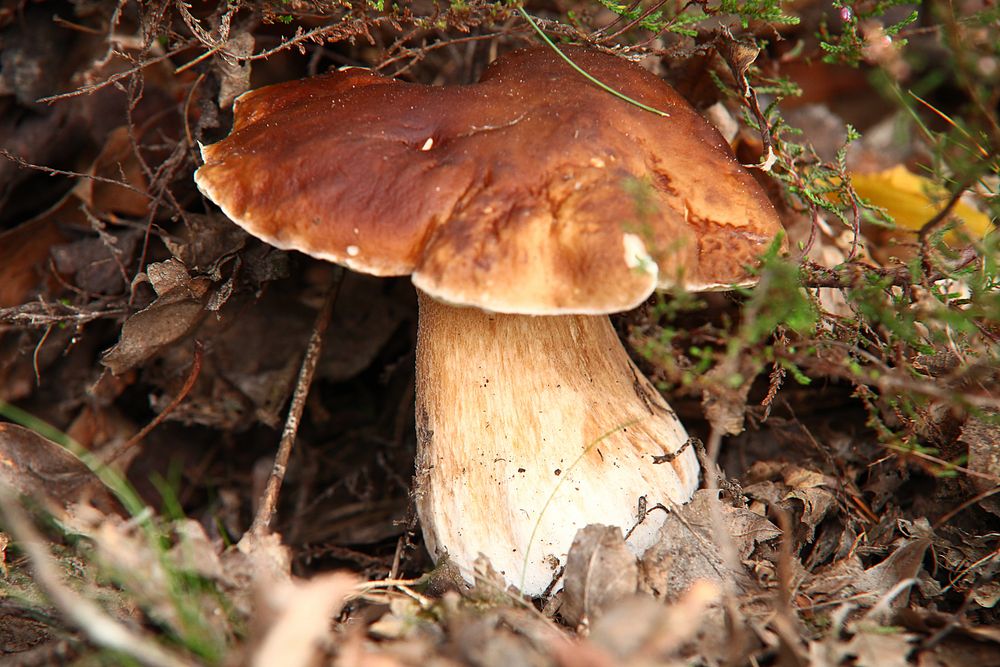 Herbstimpressionen_Steinpilz