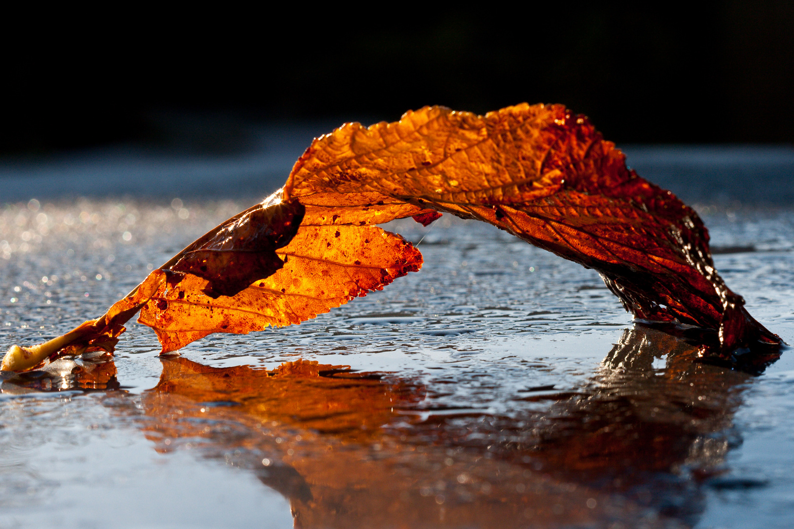 Herbstimpresssionen