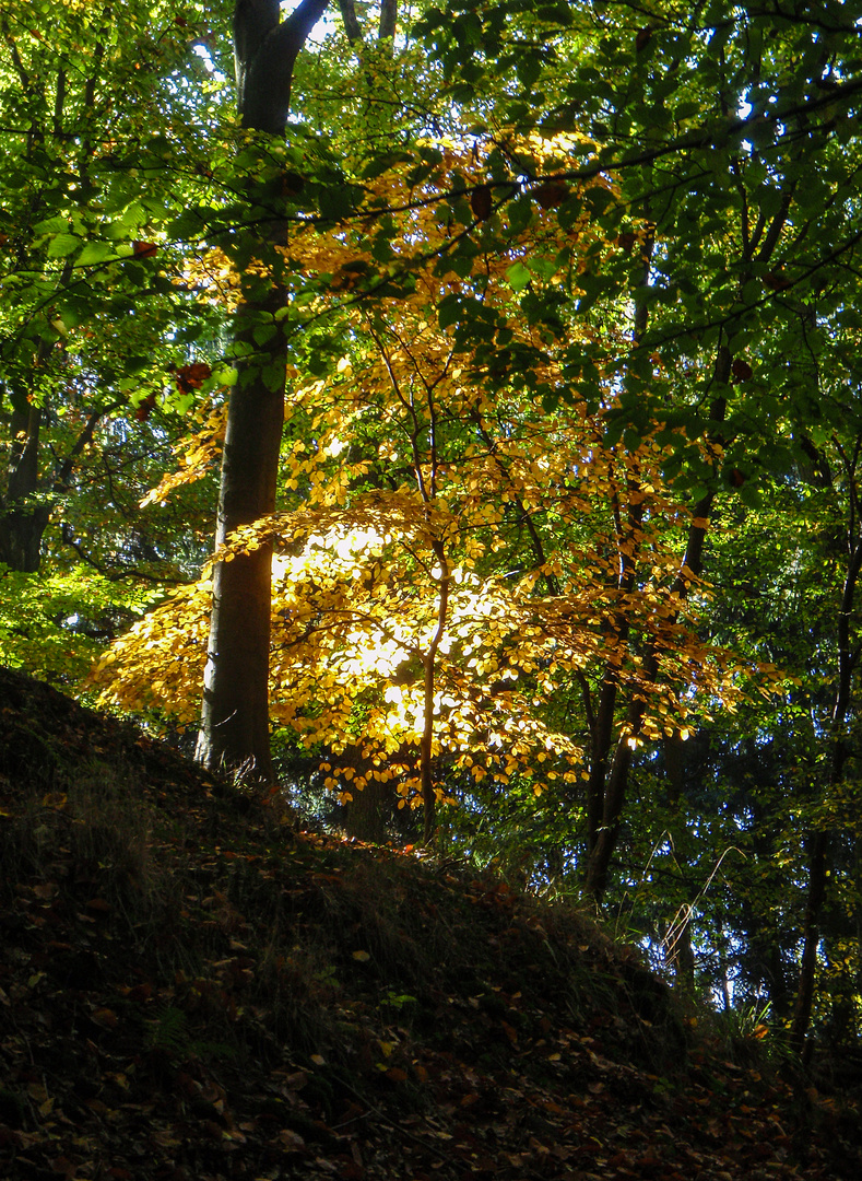 Herbst_im_Siebengebirge_2