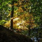 Herbst_im_Siebengebirge_2