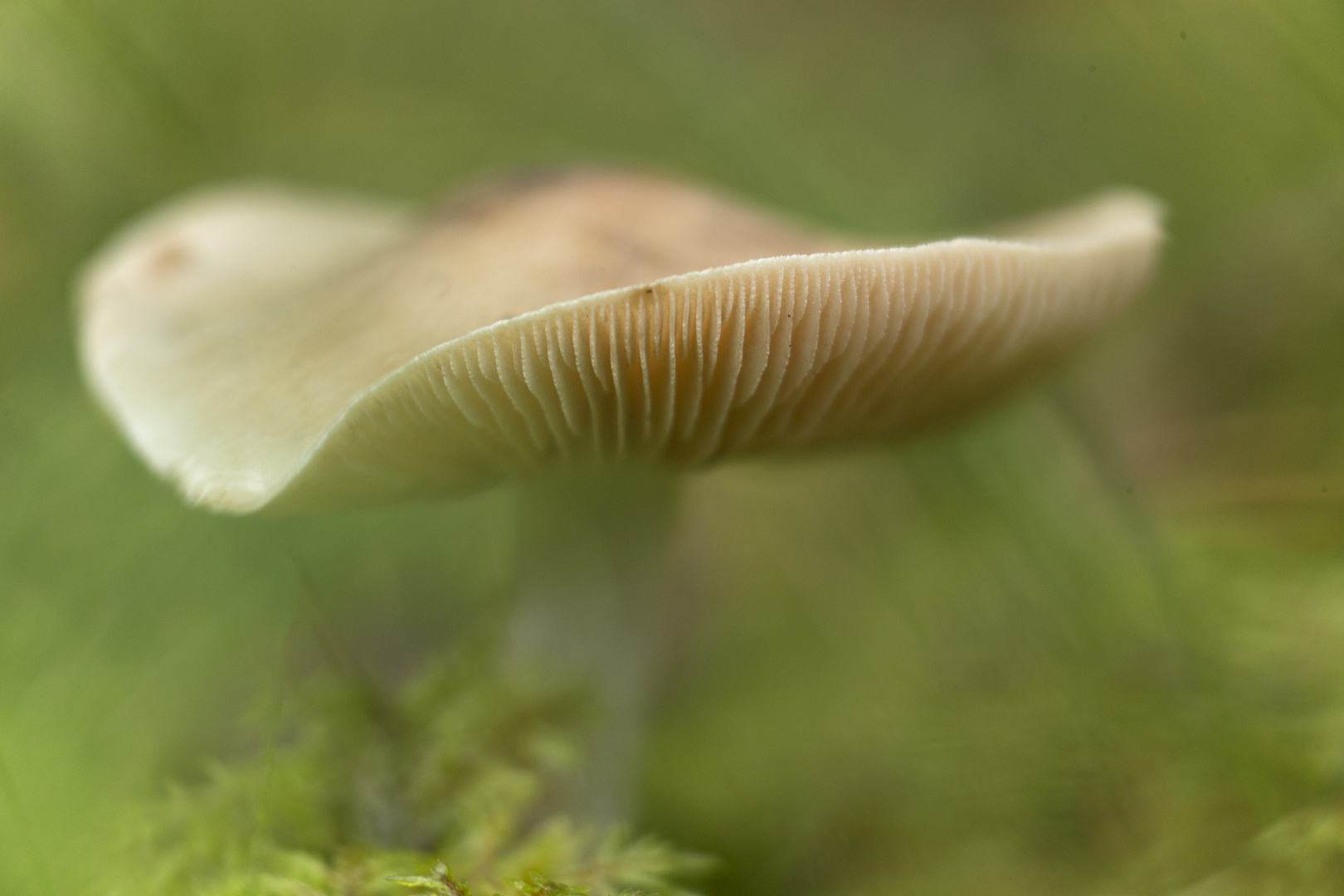 Herbstinpression - der letzte Pilz