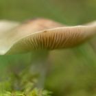 Herbstinpression - der letzte Pilz