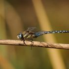 Herbstjäger Herbst-Mosaikjungfer Männchen