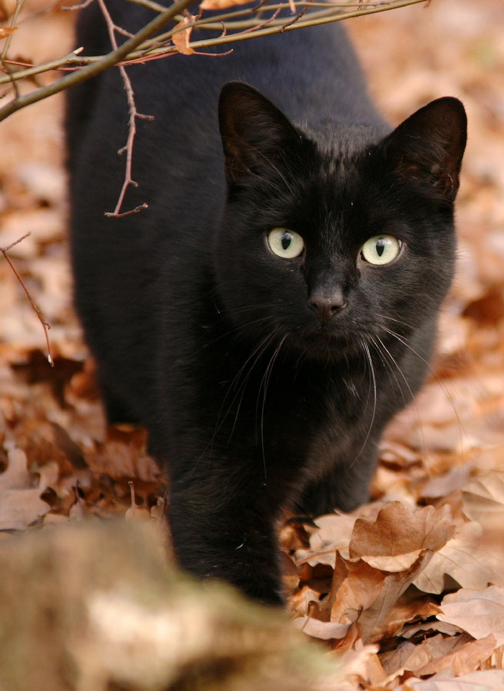 Herbstjagd