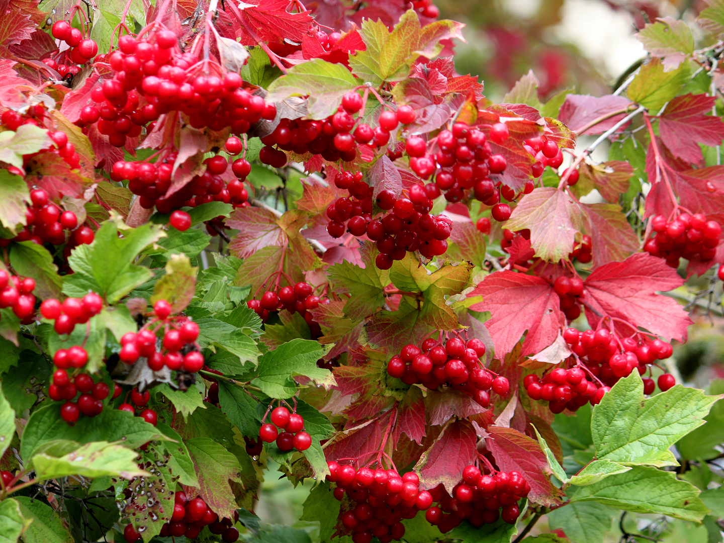 -Herbst...jetzt wird es bunt-