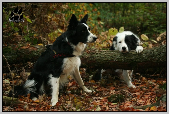 Herbstjungs...