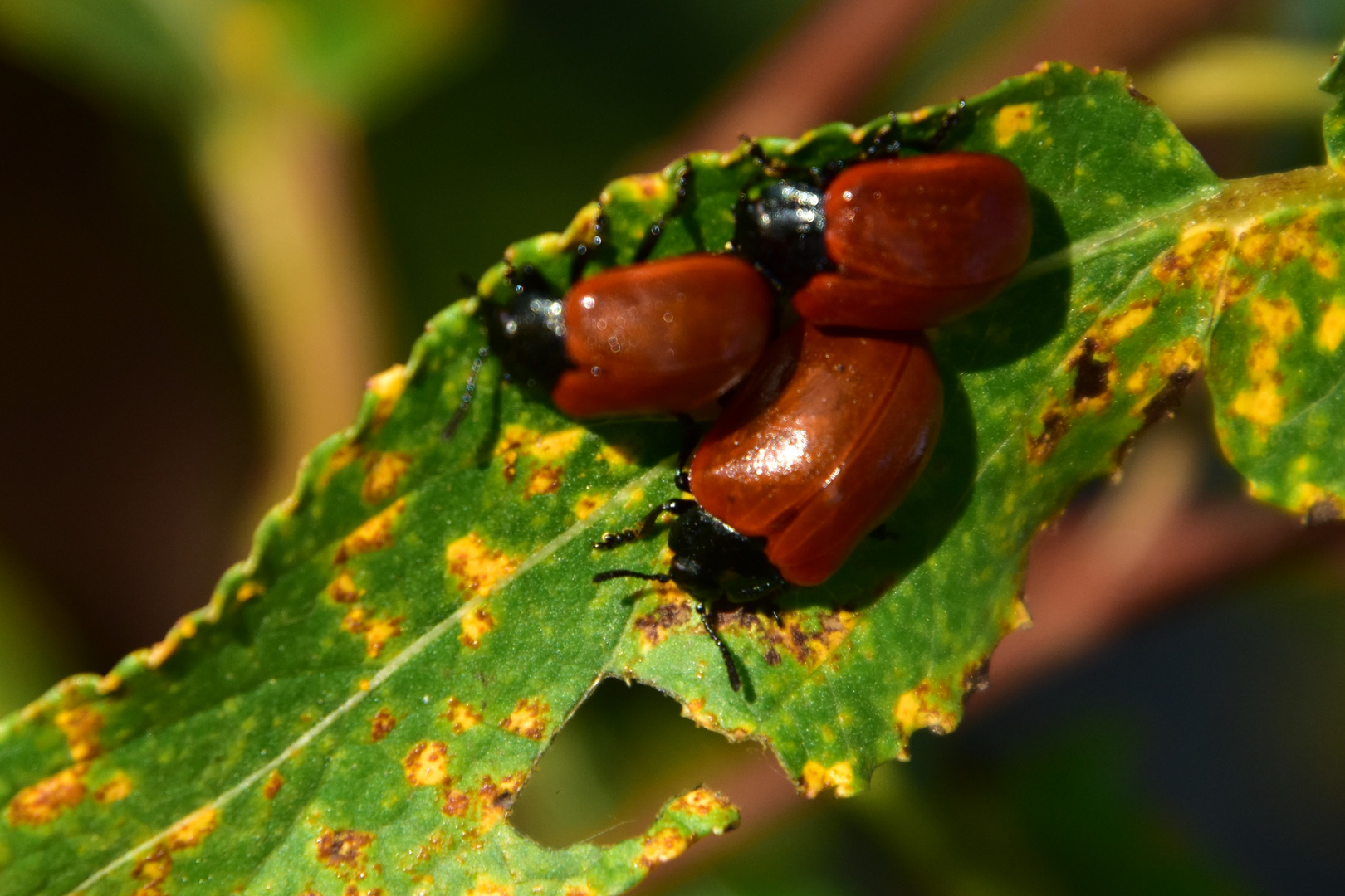 Herbstkäfer 