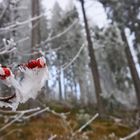 Herbstkälte