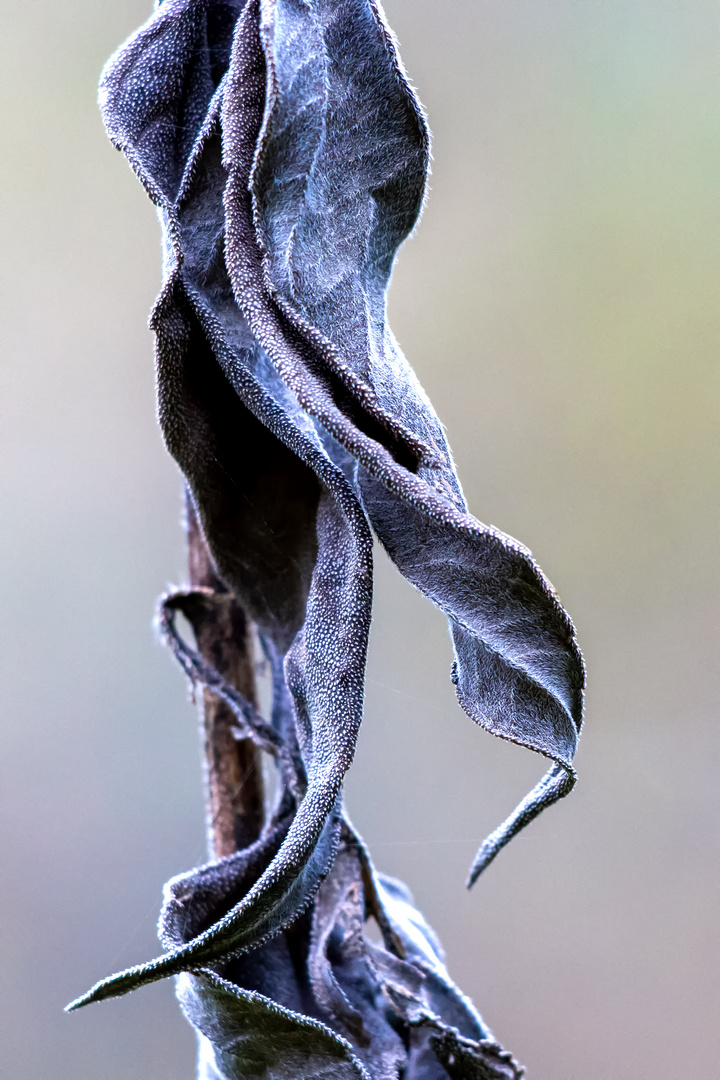 Herbstkälte 