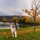 Herbstkätzchen....