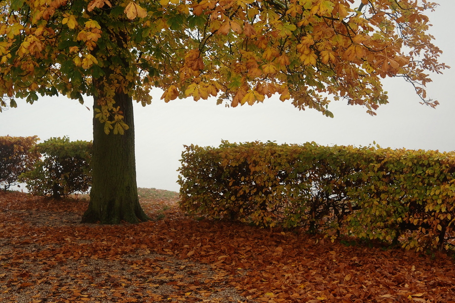 Herbstkastanie