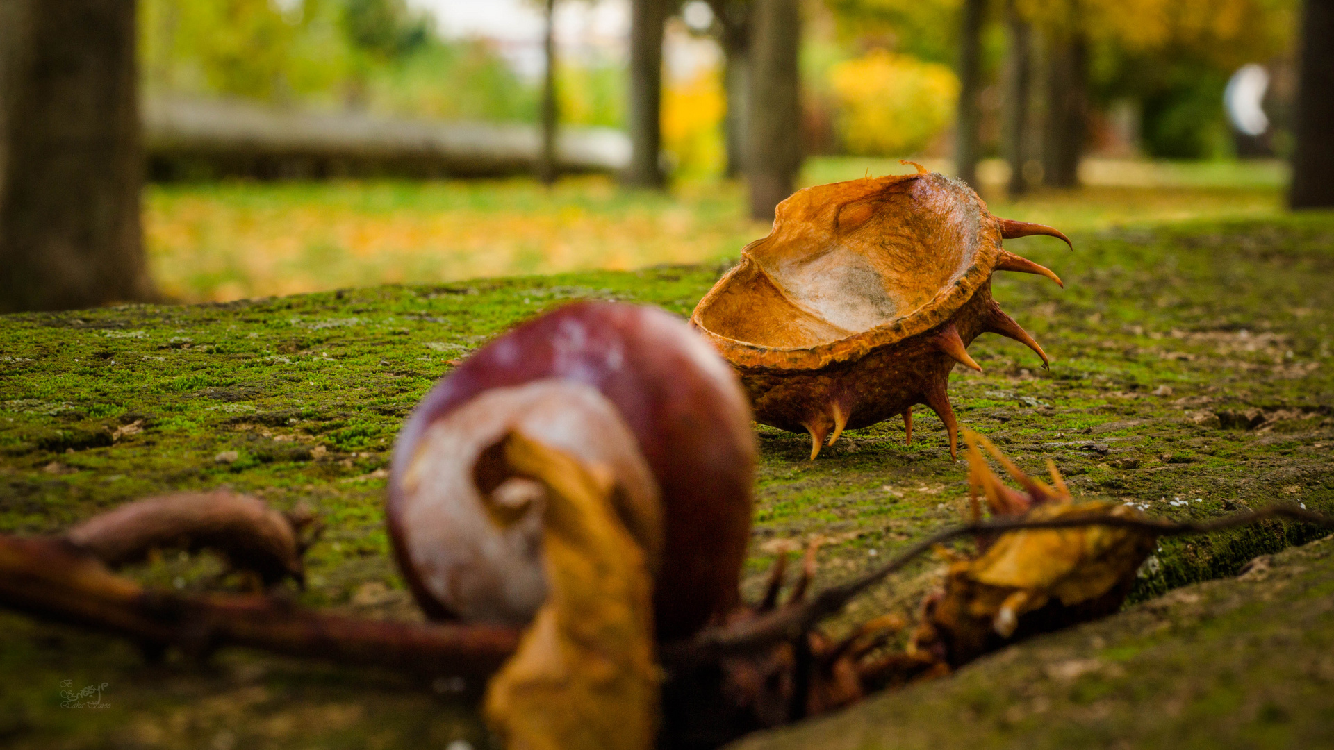 Herbstkastanie