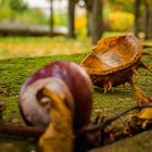 Herbstkastanie