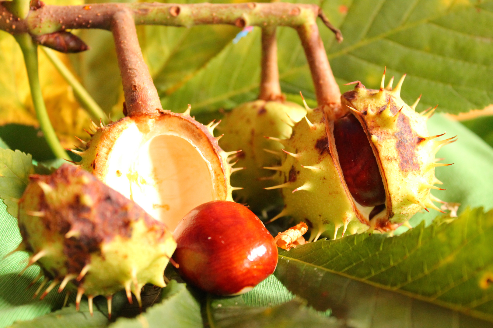 Herbstkastanie