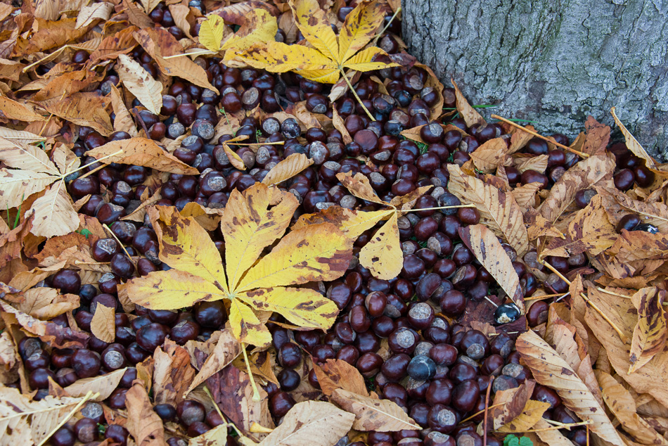 Herbstkastanien